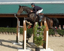 Springpferd Contessa 187 (Hannoveraner, 2008, von Contendro I)