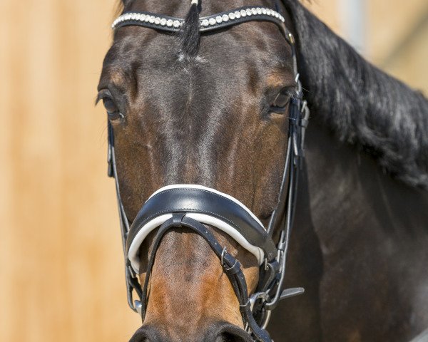 Pferd Rubins Cortina (Oldenburger, 2005, von Rubin Cortes OLD)