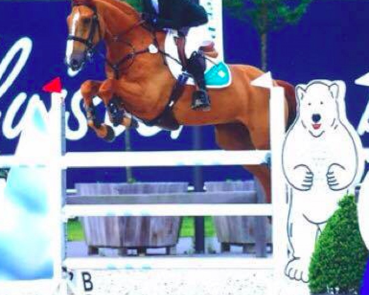 Springpferd Quarrycrest Clover (Irish Sport Horse, 2006, von Clover Echo)