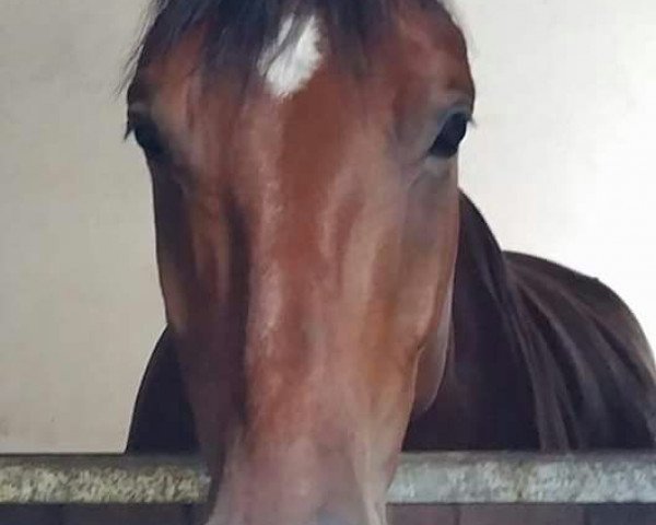 broodmare Sissi (Hanoverian, 1994, from Sao Paulo)
