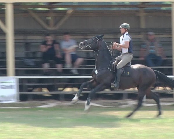 Reitturnier Schwanebeck 2018