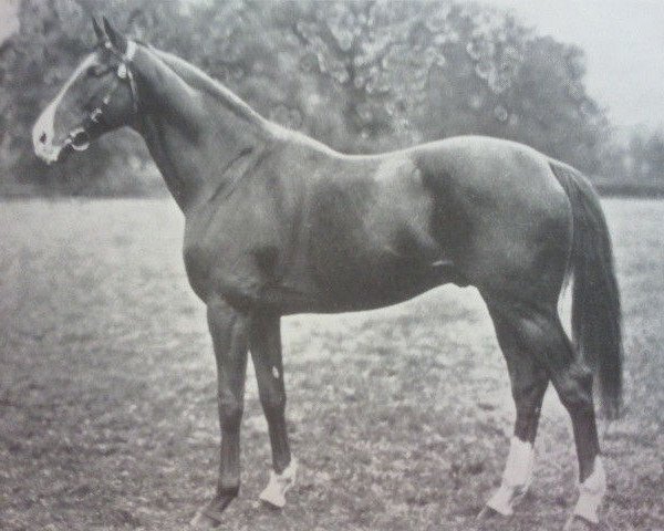 stallion Rameses the Second xx (Thoroughbred, 1927, from Gainsborough xx)