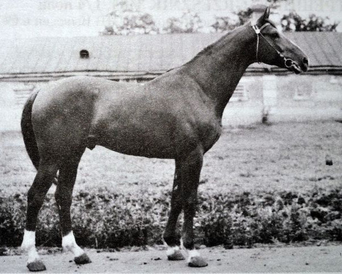 Deckhengst Akrobat (Russisch Trakehner, 1964, von Achmad)
