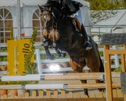 broodmare Scarlett (Westphalian, 2002, from Show Star)