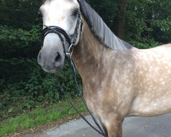 broodmare Donna Leona (German Riding Pony, 2012, from Donnerwetter)