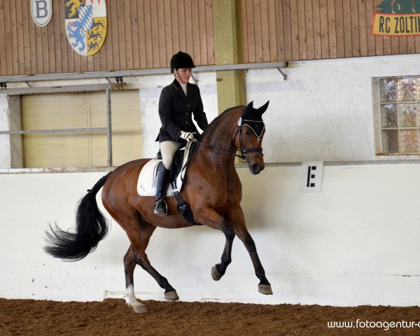 dressage horse Dauntless 3 (Rhinelander, 2007, from Fürst Grandios)