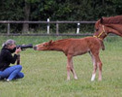 dressage horse Sorencia (Westphalian, 2011, from Sorento OLD)