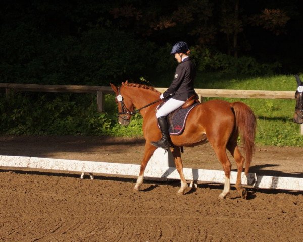 Dressurpferd Hillary 81 (Deutsches Reitpony, 2002, von Aragon N)