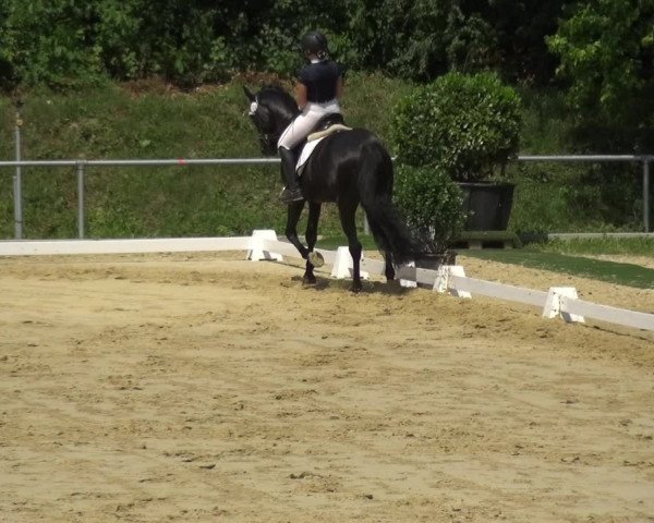 Reitturnier Ladenburg 2018
