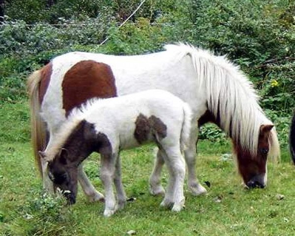 horse Just an Miracle vom Regenbogen (German Classic Pony, 2008, from Just in Time)