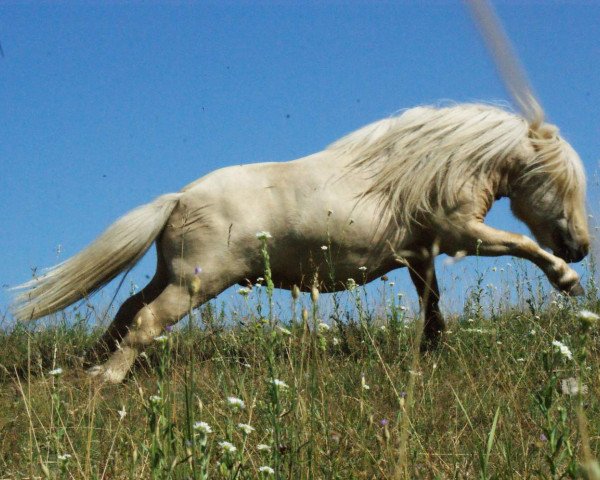 stallion Legolas vom Regenbogen (Dt.Part-bred Shetland pony, 2010, from Birchwood Butterscotch)
