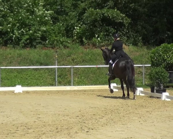 Reitturnier Ladenburg 2018