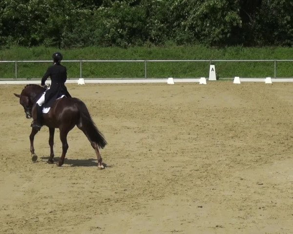Reitturnier Ladenburg 2018