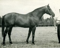 Deckhengst Element xx (Englisches Vollblut, 1952, von Etalon Or xx)