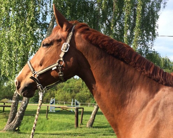 broodmare Cataluna (German Sport Horse, 2004, from Carpe noctem) broodmare Cataluna (German Sport Horse, 2004, from Carpe noctem)
