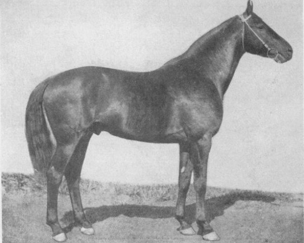 stallion Sbit (Budyonny, 1946, from Svod 161/84 SOV) stallion Sbit (Budyonny, 1946, from Svod 161/84 SOV)