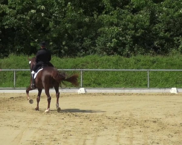 Reitturnier Ladenburg 2018