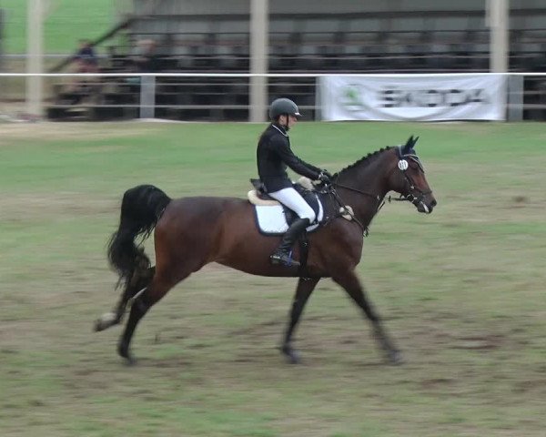 Reitturnier Schwanebeck 2018