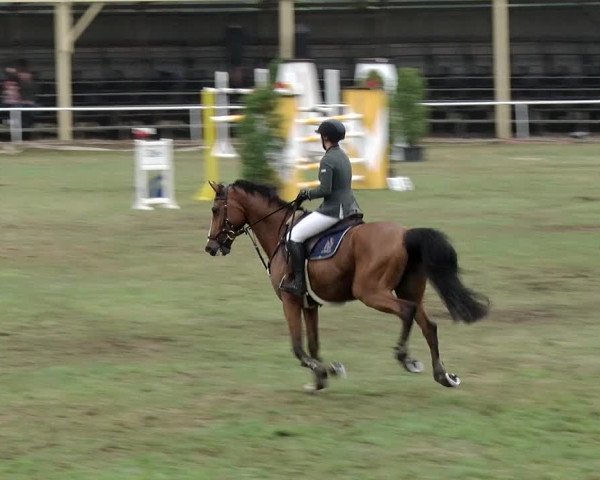 Reitturnier Schwanebeck 2018
