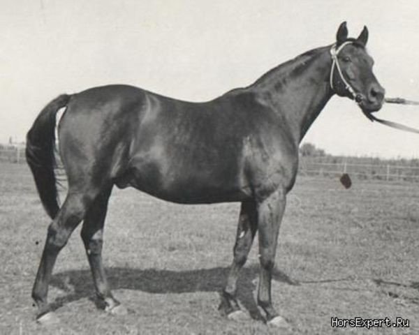 stallion Naladtschuk 15 SOV (Budyonny, 1970, from Nabat xx 3028)
