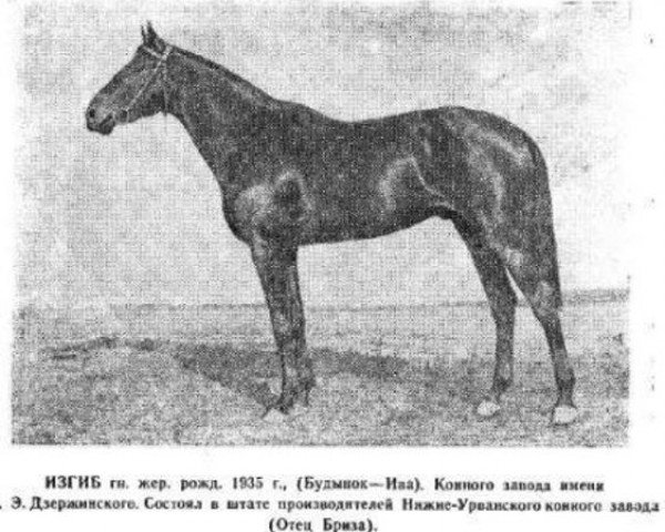 Deckhengst Izgib xx (Englisches Vollblut, 1935, von Budynok xx)