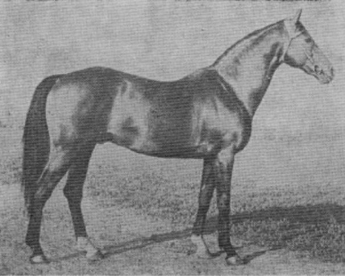 stallion Elbgraf xx (Thoroughbred, 1935, from Freibeuter xx)