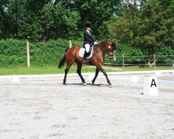 dressage horse Eternity 49 (Hanoverian, 2005, from Embassy I) dressage horse Eternity 49 (Hanoverian, 2005, from Embassy I)