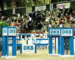 Springpferd Maicon (Rheinländer, 2006, von Montender)
