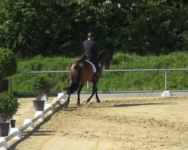 Reitturnier Ladenburg 2018