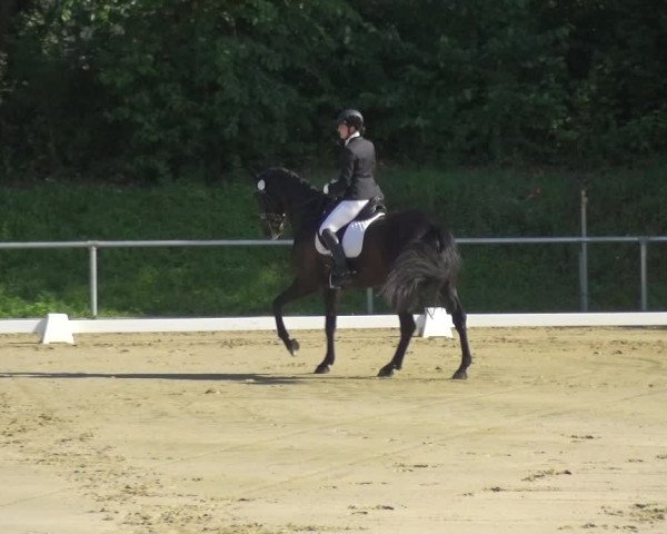 Reitturnier Ladenburg 2018