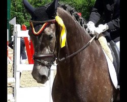 dressage horse Campino 490 (Westphalian, 2010, from Contini)
