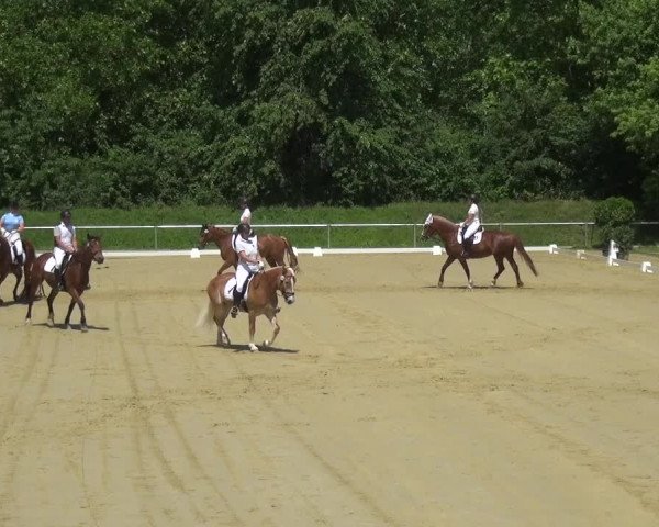 Reitturnier Ladenburg 2018