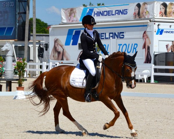broodmare Betsy Lee (New Forest Pony, 2002, from van Dyke B)