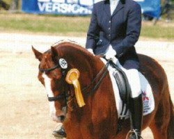 jumper Phänomen (Westphalian, 1993, from Pik Labionics)
