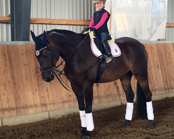 dressage horse Don - De Niro (Westphalian, 2004, from De Niro)