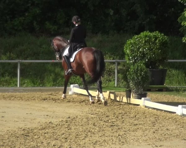 Reitturnier Ladenburg 2018