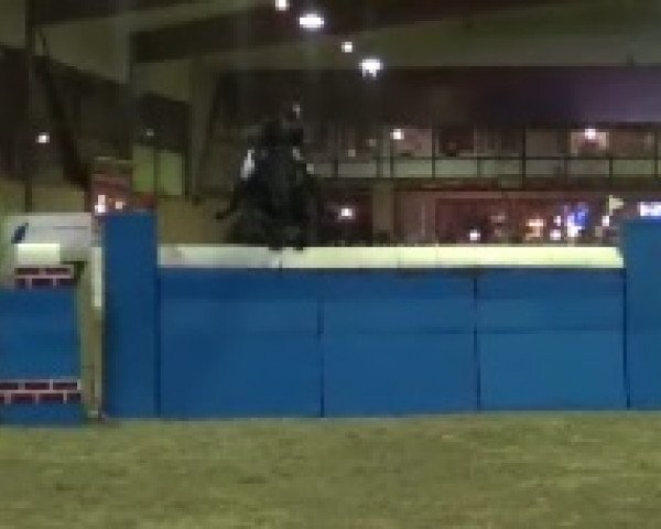 broodmare Valaquenta B (Holsteiner, 2005, from Levisto Z)