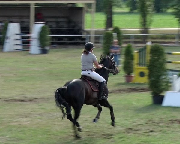 Reitturnier Schwanebeck 2018