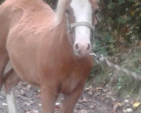 Pferd Maka vom Frankenberg (Welsh Mountain Pony (Sek.A), 2017, von Leemkuil's Ikor)