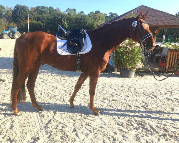horse Quincy (Hanoverian, 2014, from Quantensprung 3)