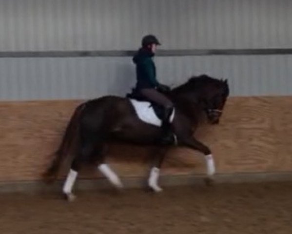 horse Florentine (Westphalian,  , from Floribot)