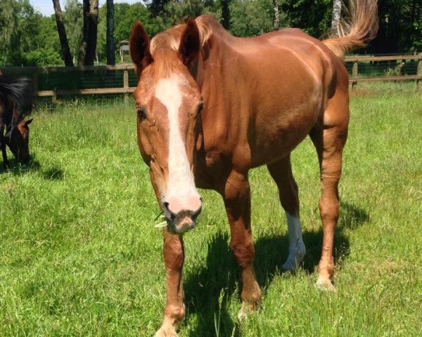 horse Forest B (Hessian Warmblood, 1992, from Fürstengold)