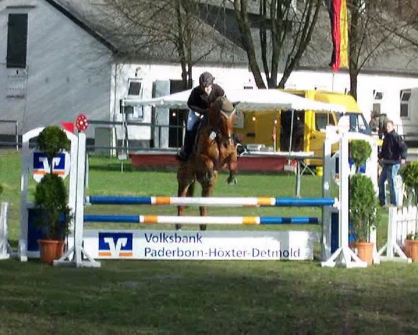 Pferd Apachi 17 (Hannoveraner, 2004, von Argentinus)
