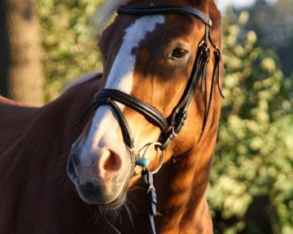 horse Greatest Sunshine (Westphalian, 2009, from Grasco)