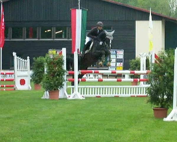 Springpferd Pascada (Westfale, 2006, von Pascavello)