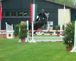 Springpferd Pascada (Westfale, 2006, von Pascavello)