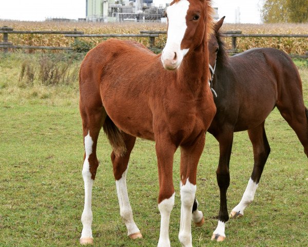 Pferd Schwuppdiwupp (Deutsches Sportpferd, 2017, von Shomari S) Pferd Schwuppdiwupp (Deutsches Sportpferd, 2017, von Shomari S)
