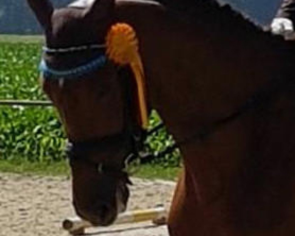 Klacz hodowlana Firina 2 (Zweibrücker, 2010, od Florentianer)