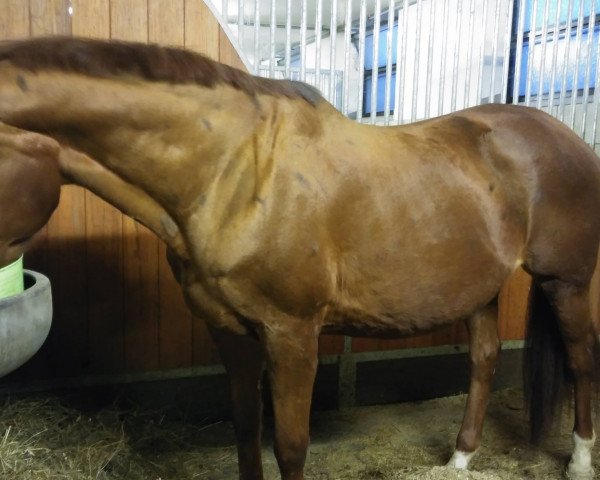 broodmare Oviva xx (Thoroughbred, 2000, from Lomitas xx)