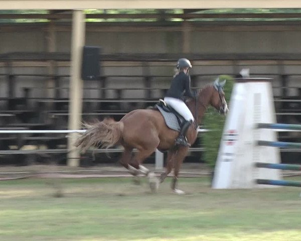 Reitturnier Schwanebeck 2018